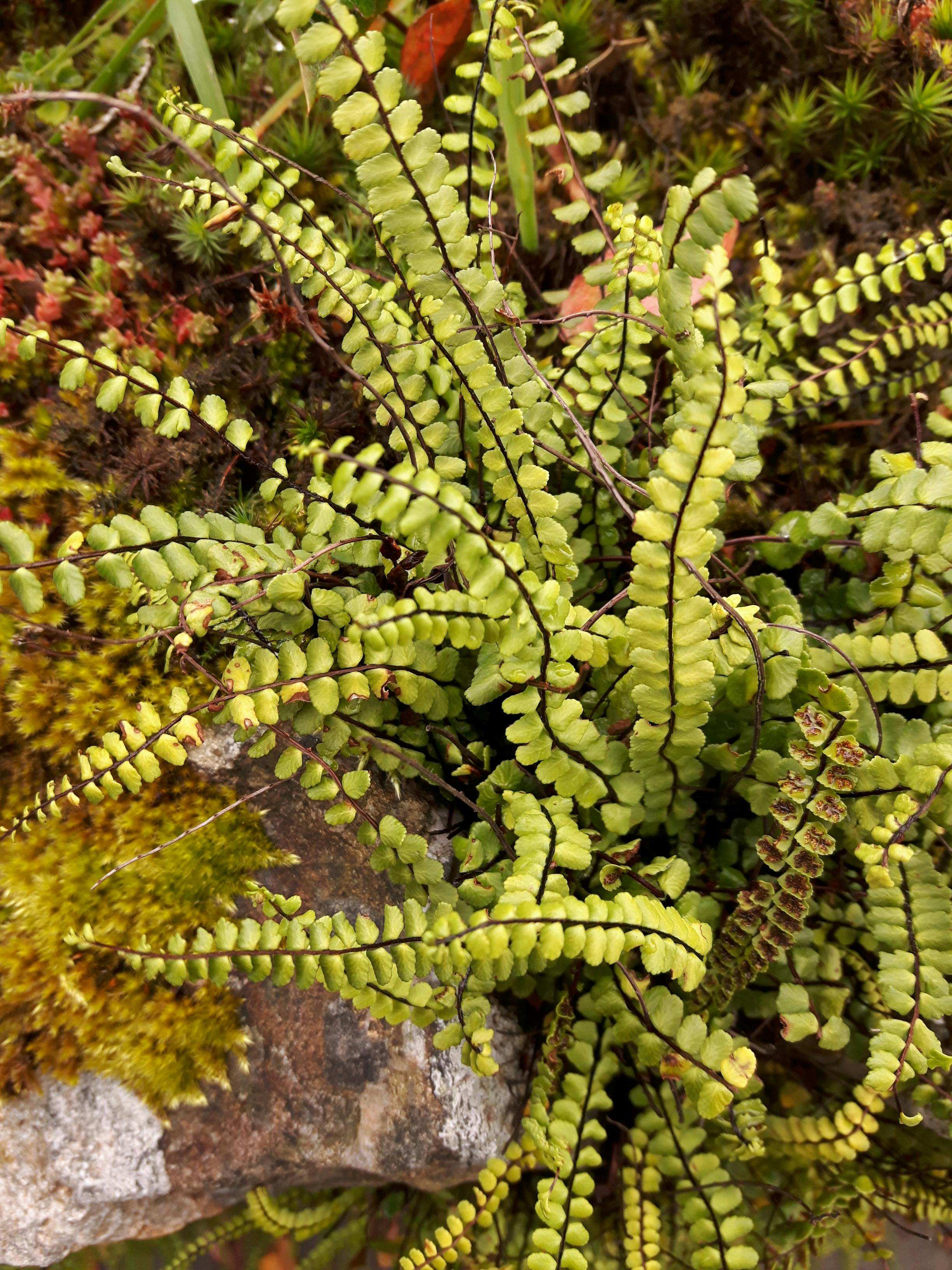 Free stock photo of ferns, fronds, green plants