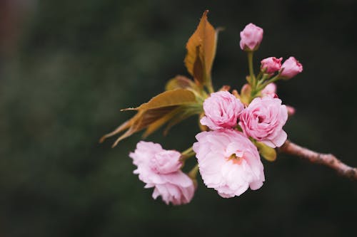 Pink and White Flowers in Tilt Shift Lens