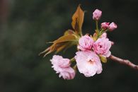 粉红色樱花盛开的特写，展现了精致的花瓣和充满活力的春色