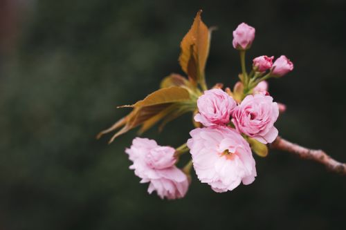 Free Beautiful close-up of pink cherry blossoms in full bloom, showcasing delicate petals and vibrant springtime colors. Stock Photo