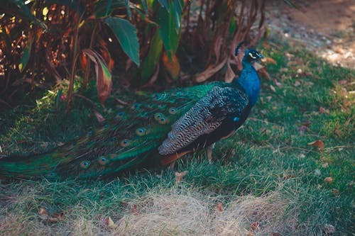 Free Photo Of Peacock On Grass Stock Photo