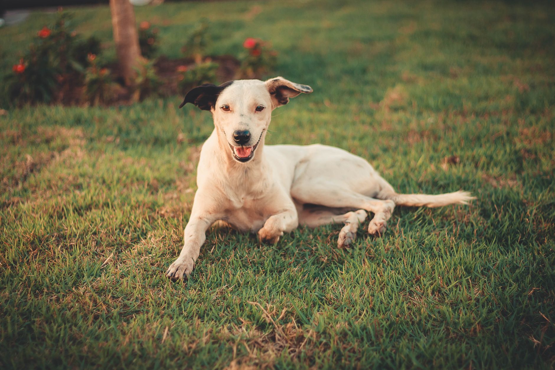 Portrait of a dog at a veterinary clinic