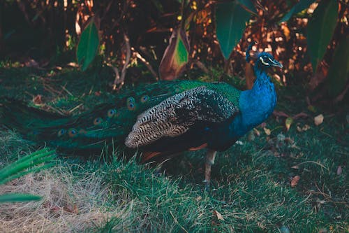 Free Photo Of Peacock On Grass Stock Photo