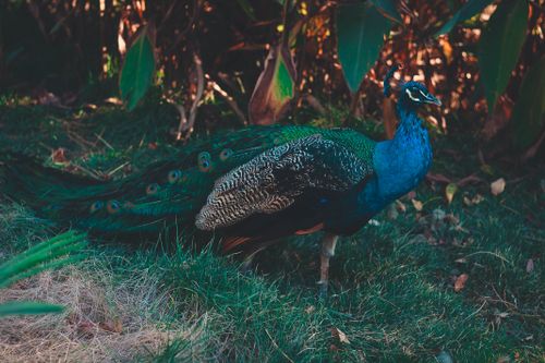 Free A vibrant peacock displaying its colorful plumage in a lush outdoor setting surrounded by greenery. Stock Photo