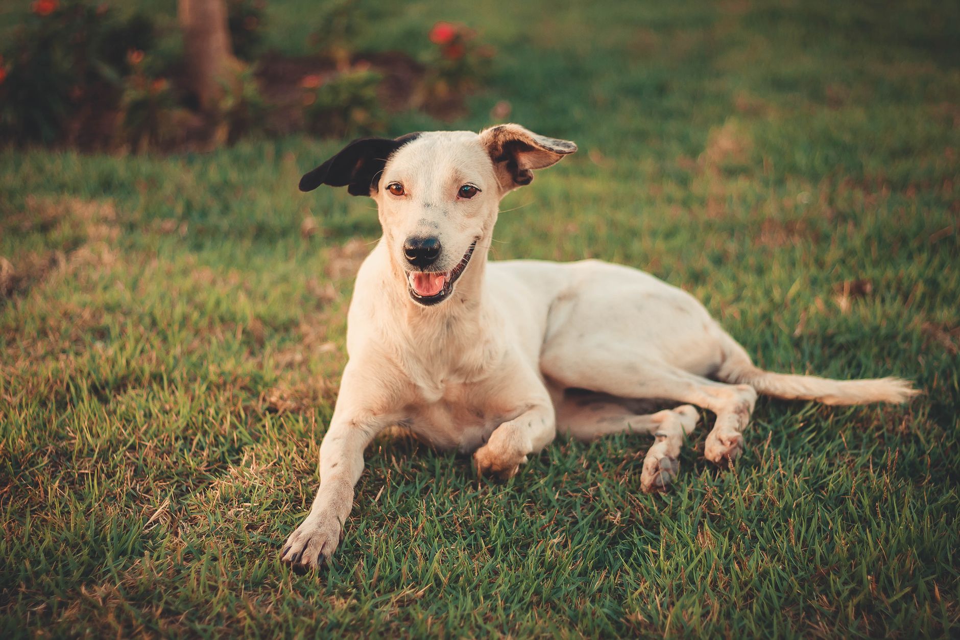 Portrait of a dog at a veterinary clinic