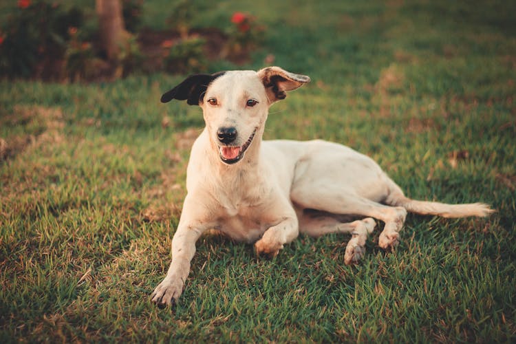 Photo Of Dog Laying On Grass