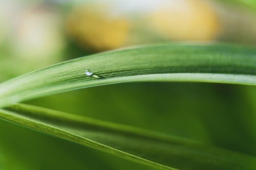 Close-Up Photo Of Water Drop On Leaf