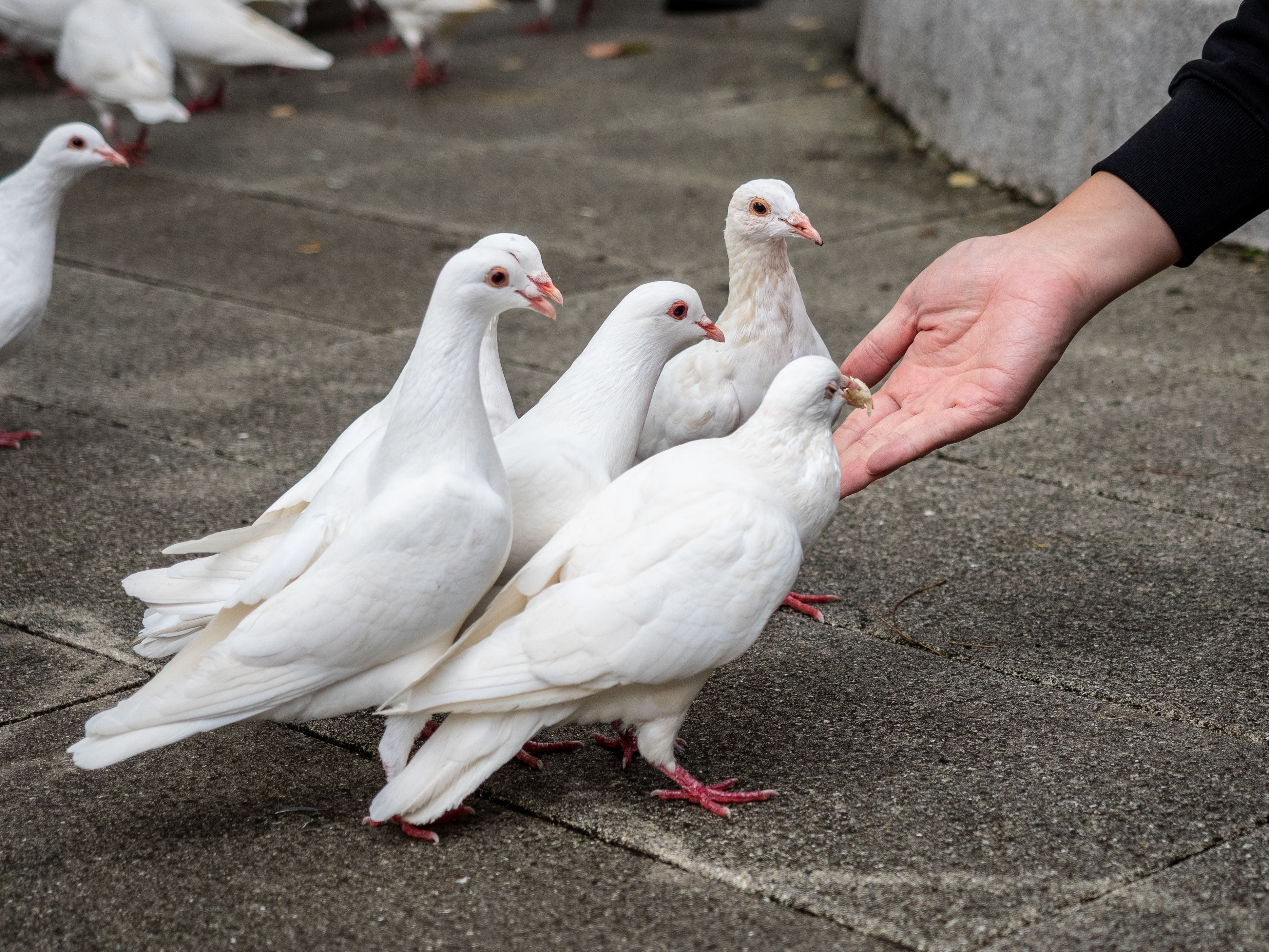 Hand Feeding White Doves Outdoors · Free Stock Photo
