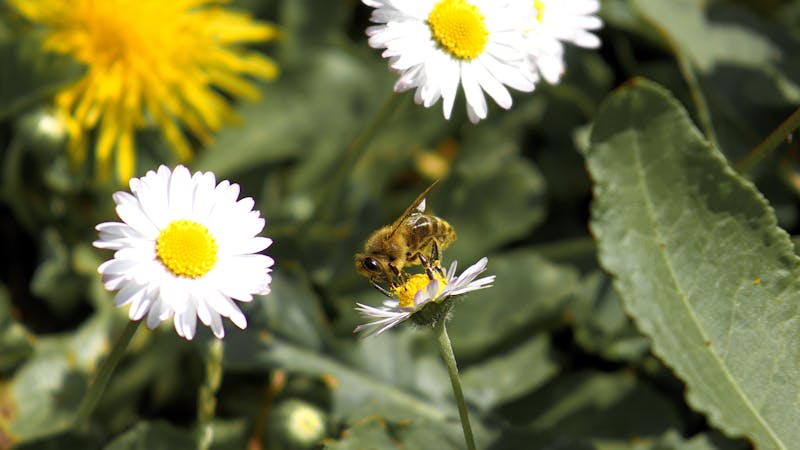Infuzie de plante cu fructe
