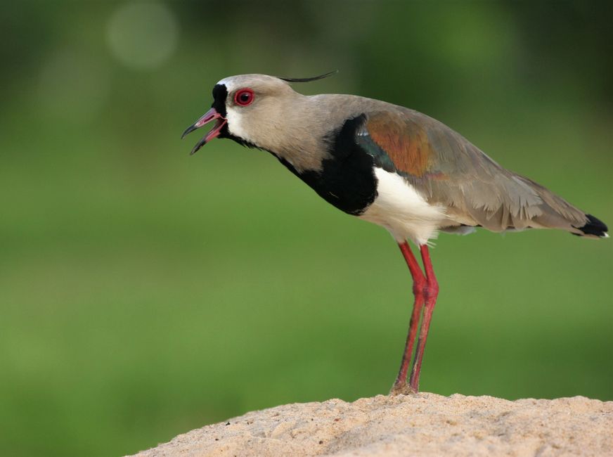 Parc écologique Costanera Sur et observation d'oiseaux