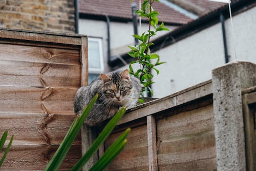 Fluffy cat sitting on wooden fence near green plants in village and looking at camera