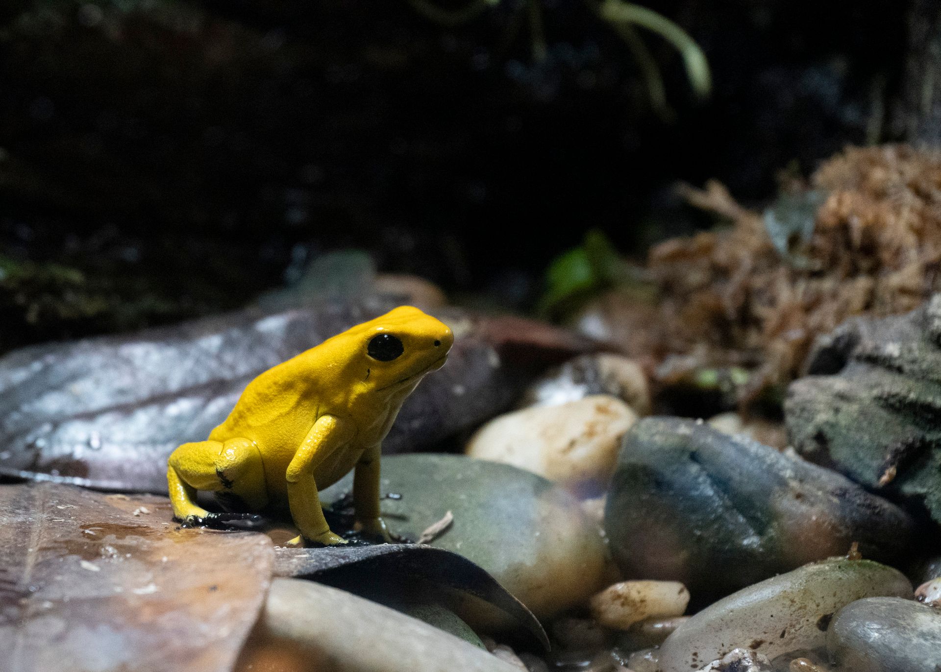 Selective Focus Photo of a Golden Poison Frog