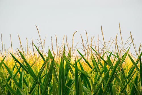 Picturesque scenery of green leaves and golden stems on yellow corn field against cloudless sky on sunny day