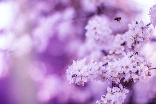 Close-up of blooming cherry blossoms with a bee and soft purple bokeh background.
