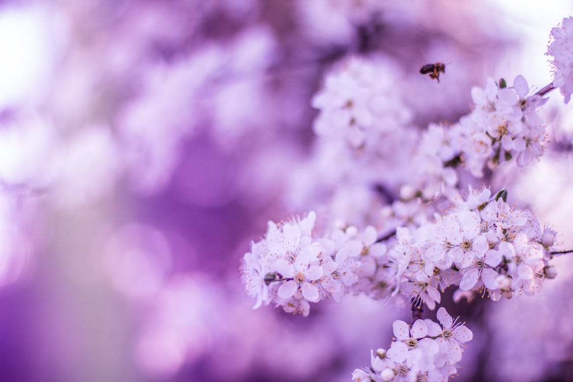 Close-Up Photo Of Cherry Blossoms