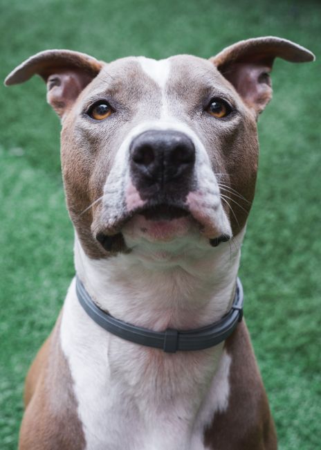 Charming portrait of a brown and white pitbull sitting on green grass.