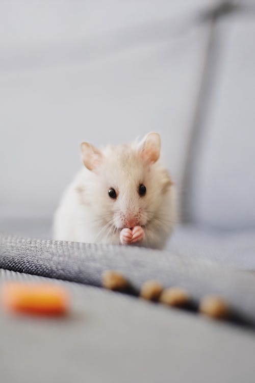Close-Up Photo Of White Mice