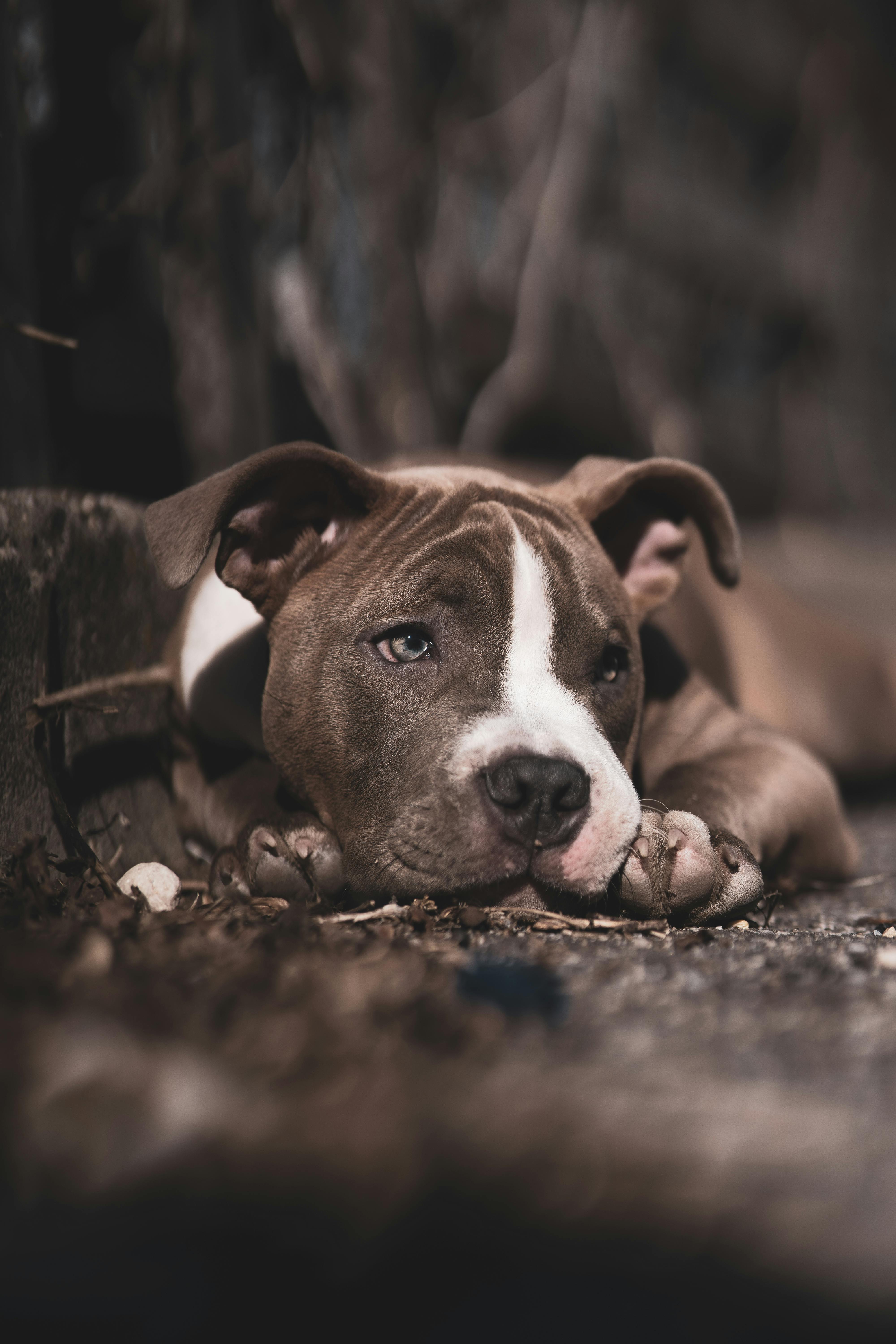 100+] Bully Dog Pictures | Wallpapers.com