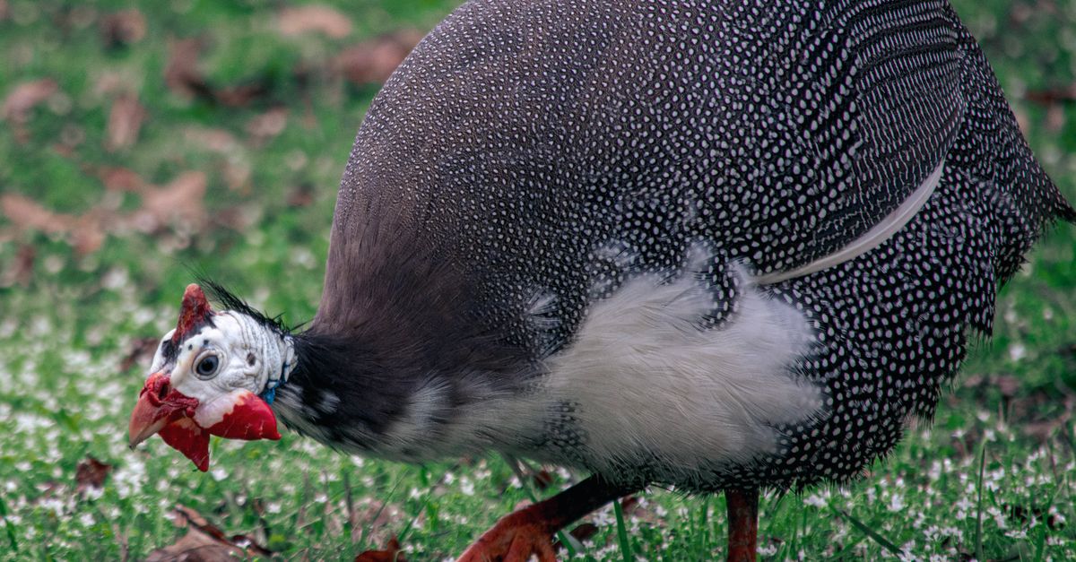 Photo of Guinea