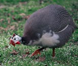 Photo of a Helmeted Guinea Fowl on the Grass