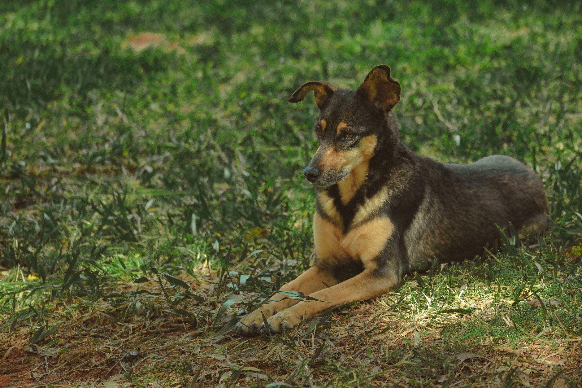 Portrait of a dog at a veterinary clinic