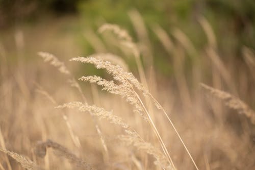 Closeup of spikelets of dried Calamagrostis canadensis grass growing in meadow and waving on windy summer day