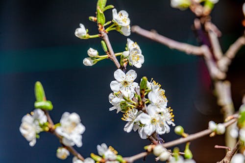 Close-Up Photo Of White Flowers