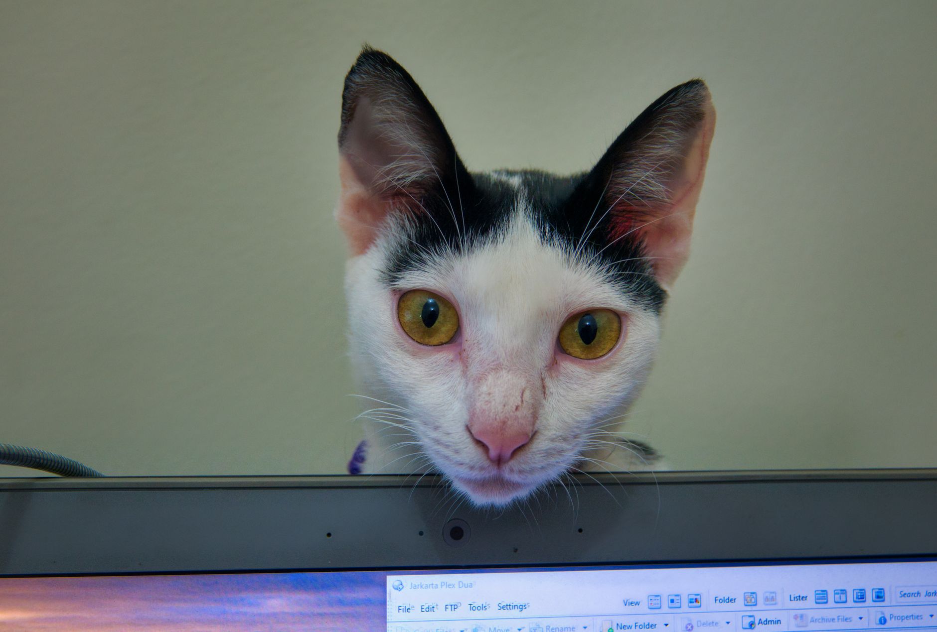 A cat undergoing diagnostic blood testing at a veterinary clinic
