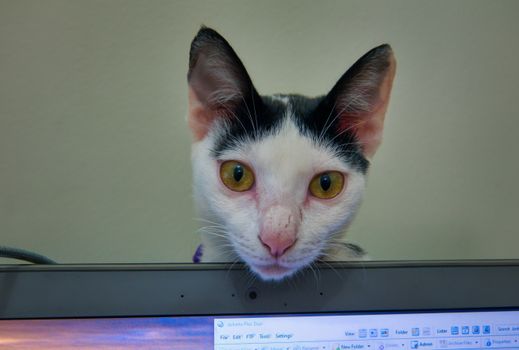 一只好奇的黑白小猫的特写镜头，正凝视着室内的笔记本电脑屏幕