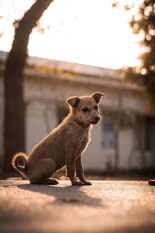 Photo Of Brown Dog Sitting On Road