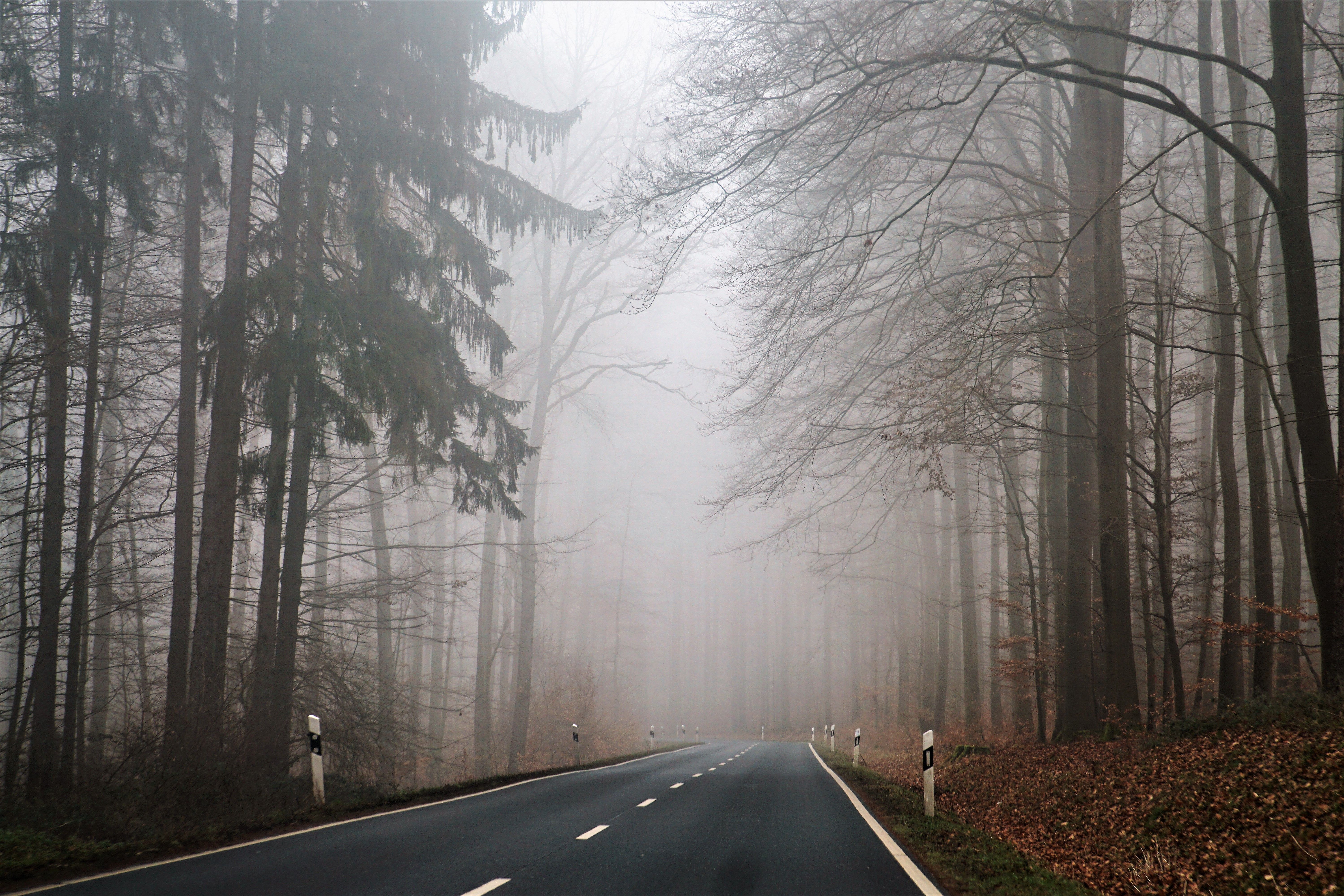 Black Asphalt Road Between Bare Trees Covered With Fog · Free Stock Photo