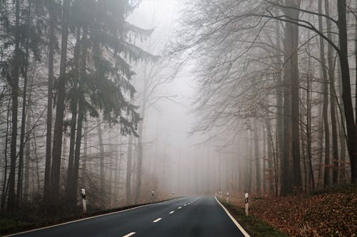 Black Asphalt Road Between Bare Trees Covered With Fog