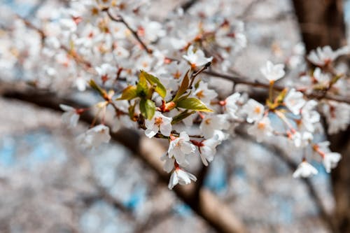 White Cherry Blossom in Close Up Photography