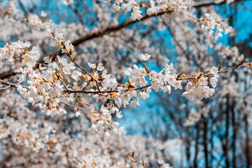 4k duvar kağıdı, alan derinliği, Bahar çiçekleri içeren Ücretsiz stok fotoğraf