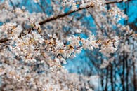 樱花特写与蓝天相映，捕捉春天的精髓