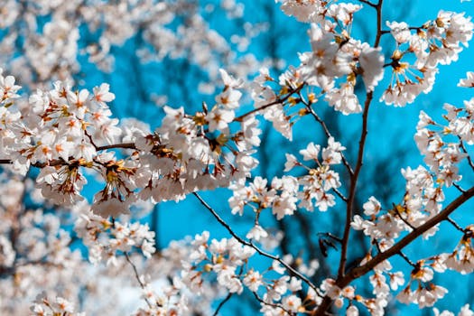 以蓝天为背景的樱花特写，突出了精致的花瓣和春天的生机