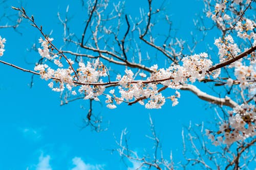 Free Selective Focus Photo of White Cherry Blossom on the Branch of a Tree Stock Photo
