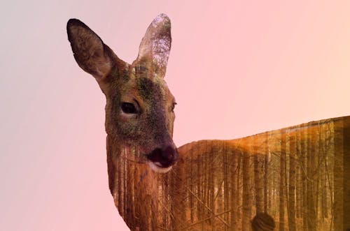 Free stock photo of autumn mood forest, deer, double exposure