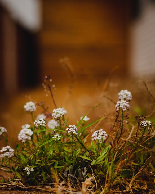 Close-Up Photo Of Flowers