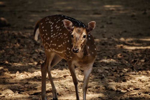 Gratis lagerfoto af antilope, dåkalv, dybde