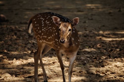 Free A young spotted deer stands in a sunlit forest area, showcasing its delicate beauty and natural environment. Stock Photo