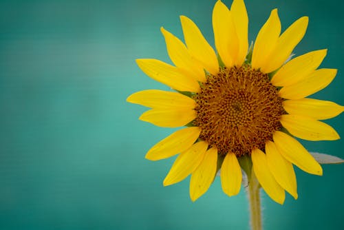 Close-Up Photo Of Sunflower