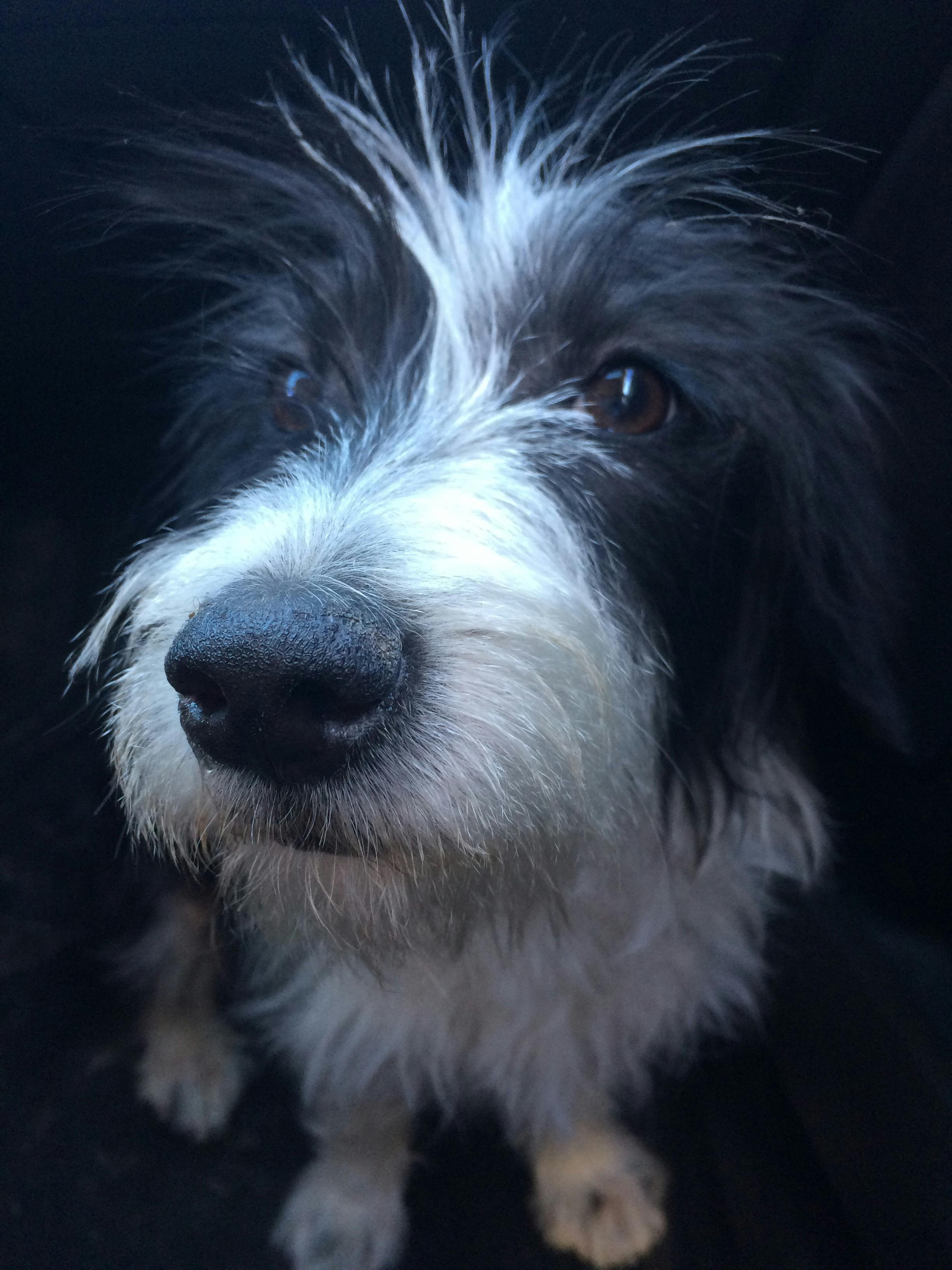 成都征信机构如何用肇新智能文档比对分析扫描版信用报告的数据变动