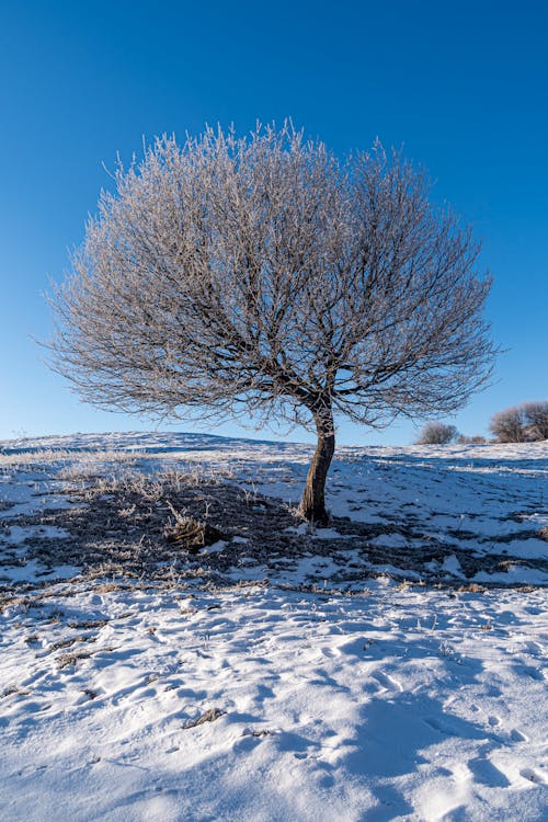 Lonely leafless tree covered with hoarfrost growing on snowy terrain in peaceful countryside against cloudless blue sky