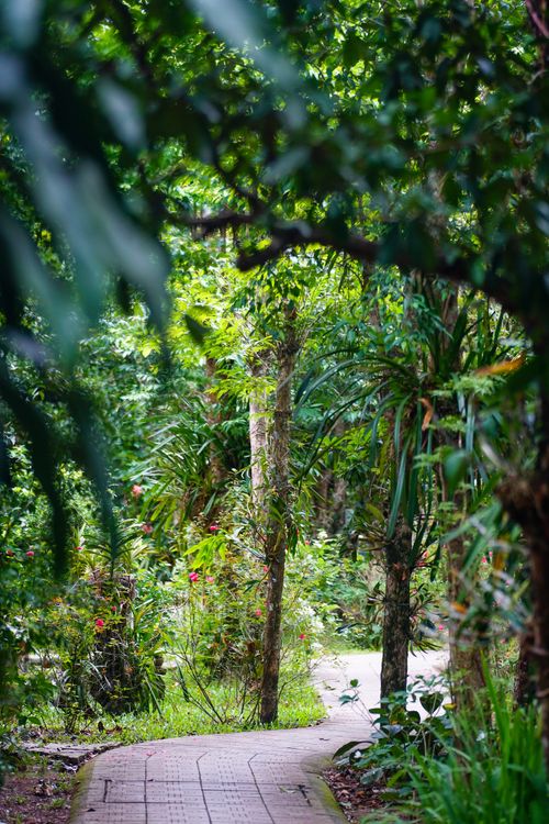 Free Serene walkway winding through a lush tropical garden in Hue, Vietnam. Stock Photo