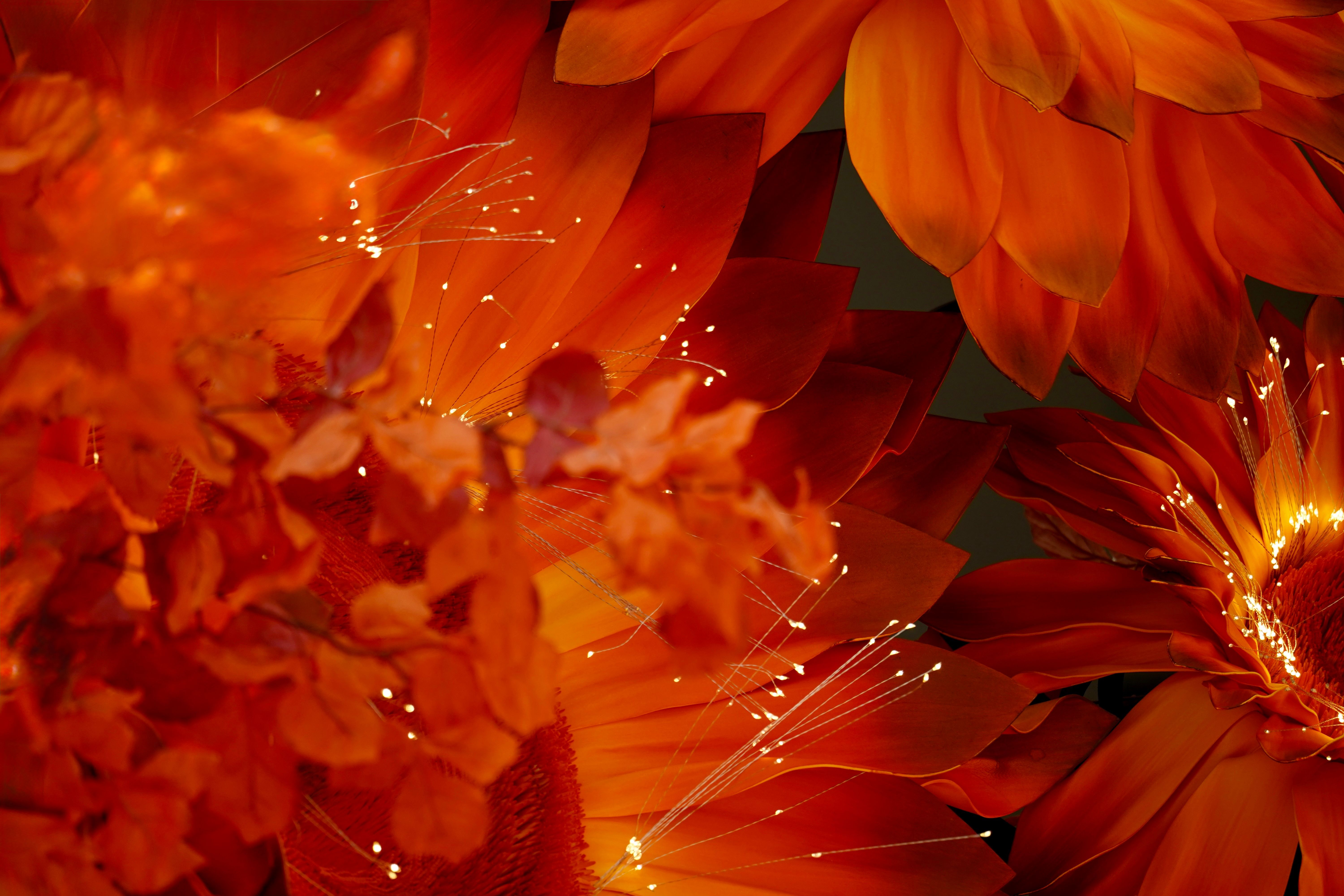Vibrant Orange Flowers with Fiber Optic Lights · Free Stock Photo