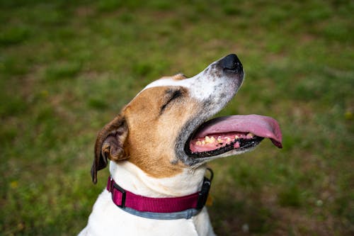 Close-Up Photo Of Dog