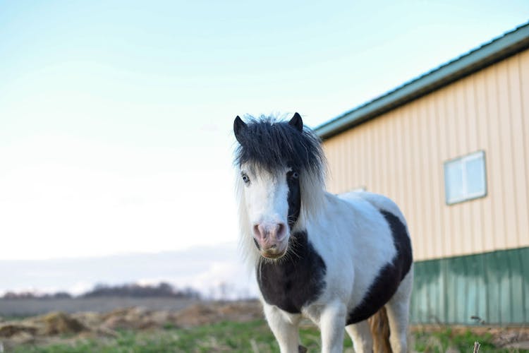 Small Pinto Horse Standing On  Pasture In Farmland