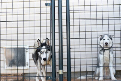 Photo Of Huskies Behind Fence