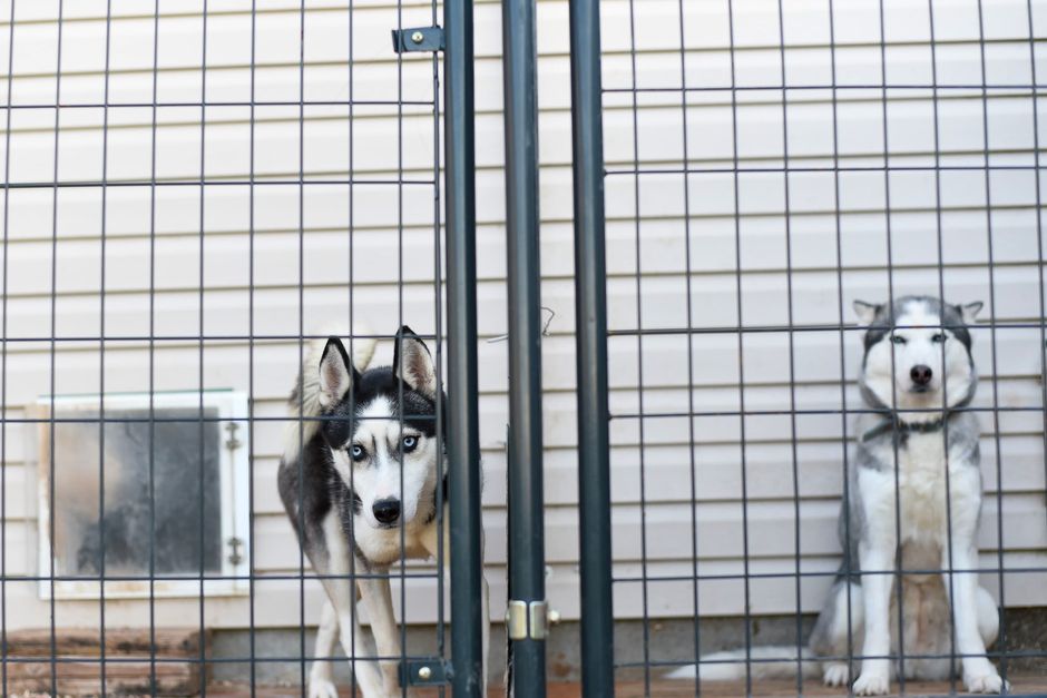 Two Siberian Huskies sit behind a metal fence, showcasing their captivating blue eyes.